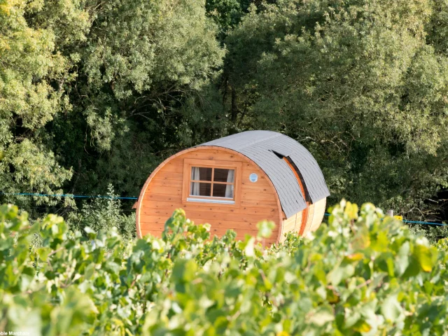 Barrels Marchais Thouare vineyard