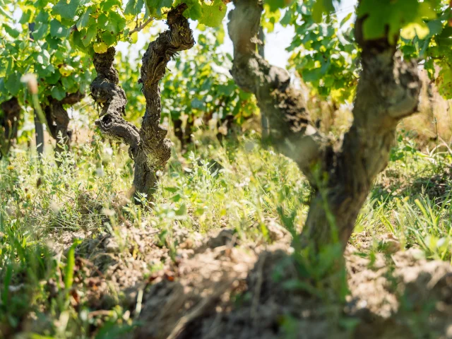 Muscadet : Melon B grape variety in his vineyard