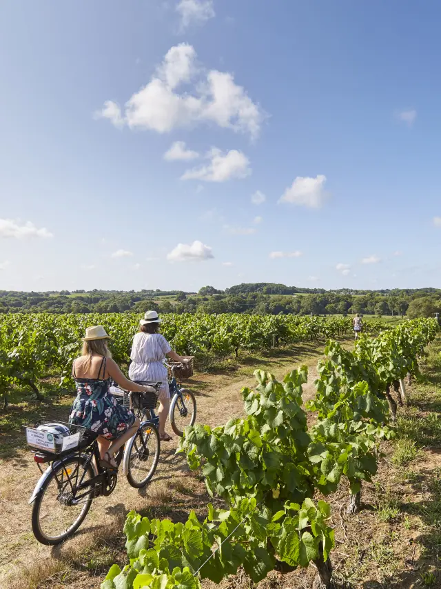 Découvrir le Vignoble Nantais : vélo dans les vignes à Saint Fiacre Sur Maine