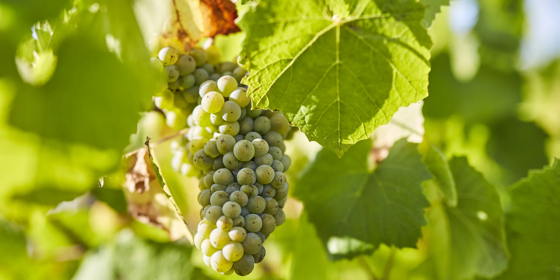 Muscadet : Melon B grape variety in his vineyard