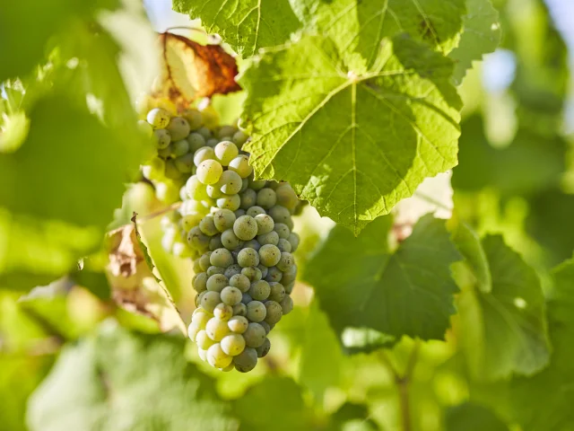 Muscadet : Melon B grape variety in his vineyard