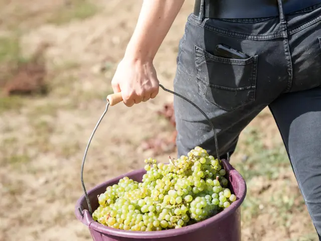 Harvesting with the Lieubeau family