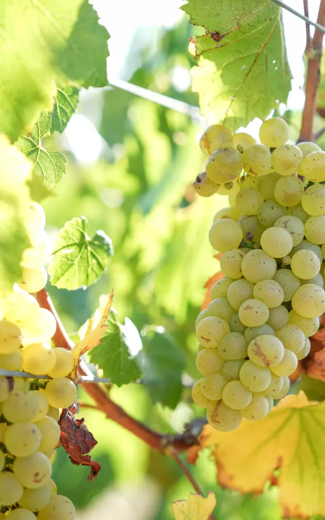 Vineyards Domaine Ménard-Gaborit