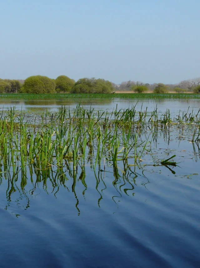Heritage break near Nantes: discover the natural heritage of the Goulaine marshes, a Natura 2000 area