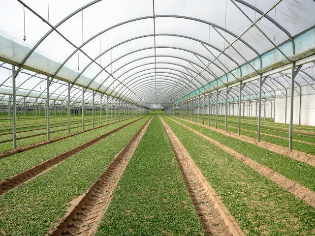 Market gardening and local flavours: lamb's lettuce greenhouses in Loroux-Bottereau