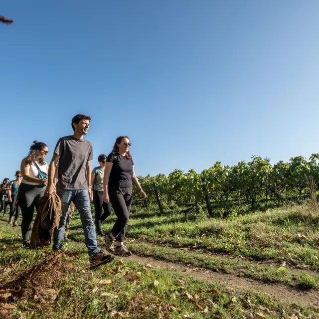 Hiking in the Vignoble Nantais : A thirst for nature at Maisdon-sur-Sèvre, hiking near Nantes